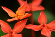 Ixora.