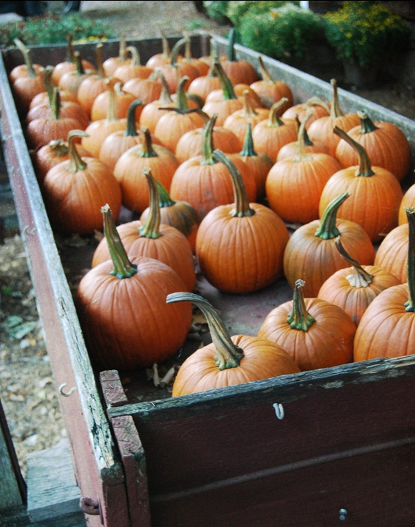 [more-pumpkins-in-wag5.jpg]