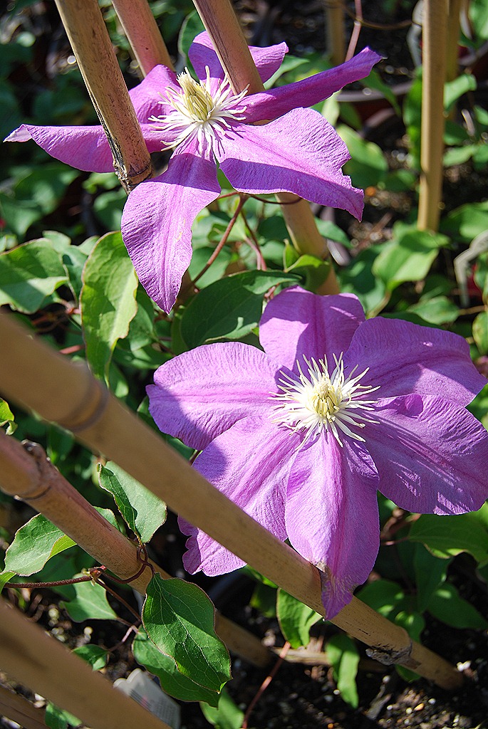 [Plant Group _291open house[1].jpg]