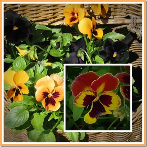 pansy2collage