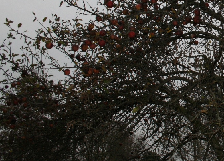 [appletree[2].jpg]