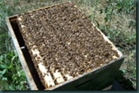 Fullhive Fullhive