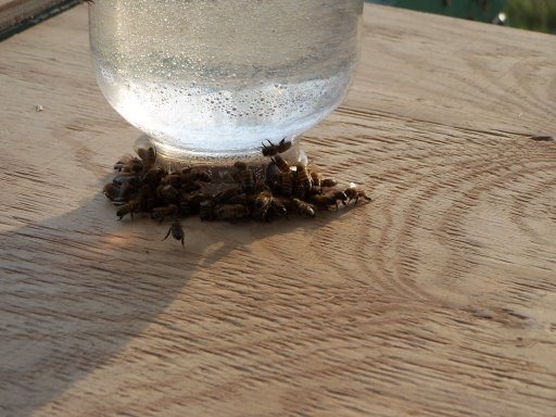 [pail feeder[2].jpg]