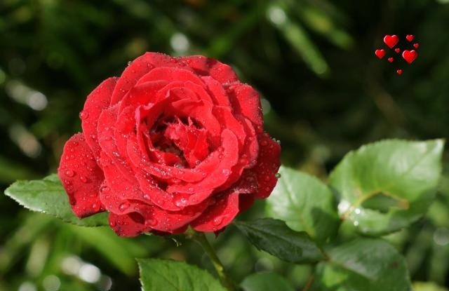[rose with raindrops[7].jpg]