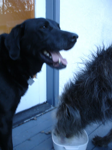 sparky