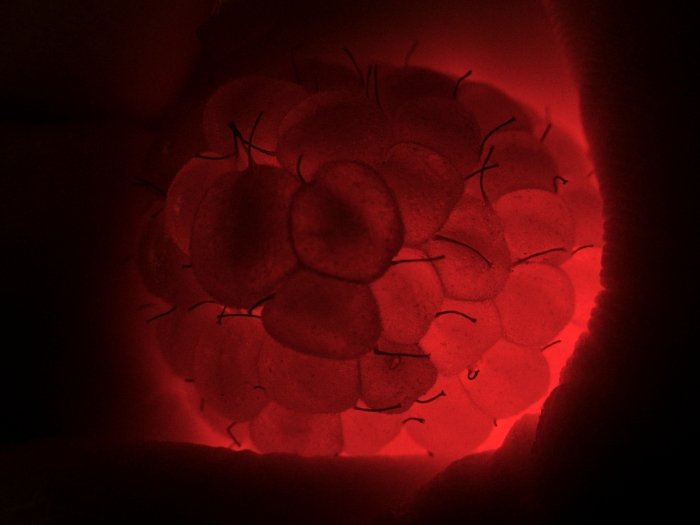 raspberry (rasberry) blastula photo