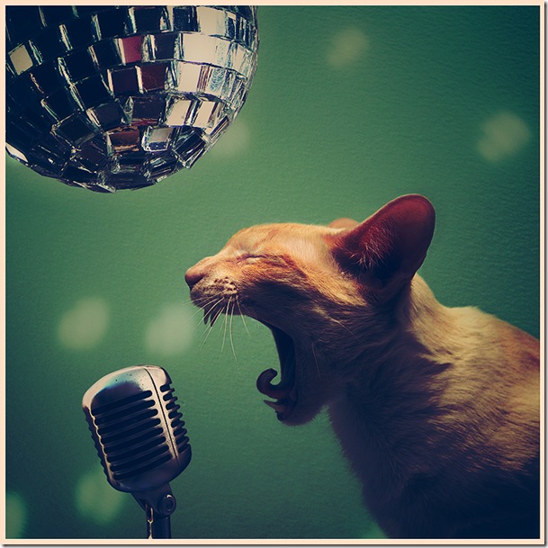 Discocat