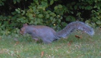 The Same Squirrel