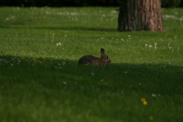 Another Rabbit