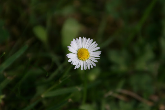 Daisy