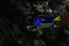 Dorie