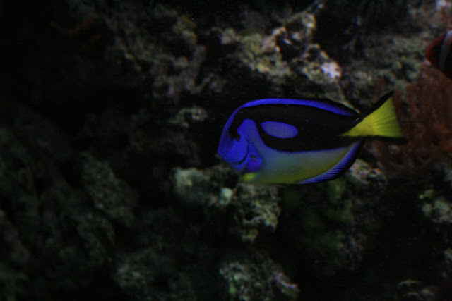 Dorie