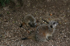 Meerkats