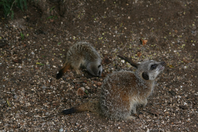 Meerkats