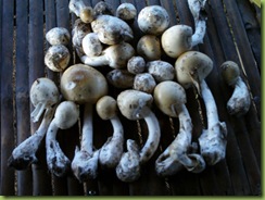 http://ta-pollar.blogspot.com/ เห็ดระโงก,เห็ดระโงกเหลือง