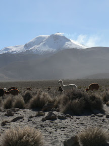 Llamas y volcano (Chili)