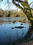 Frozen lake at Highams Park (The Charter Road)