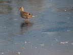 Walking on Thin Ice
