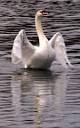 Swans at Fairlop Waters 3