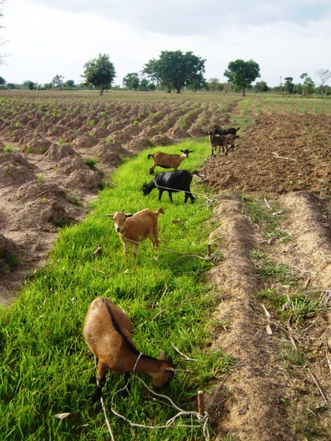 [Farming085.jpg]
