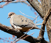 Gorgeous Mourning Dove