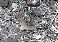 White-throated Sparrow taken during the Great Backyard Bird Count, February 16, 2008