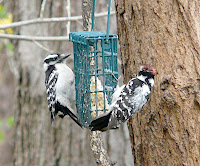 Male and female Downy sharing - a rare thing around here!