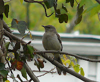 Northern Mockingbird in the yard on 4/27/08