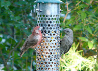 Pair on the feeder on 8/12/08. There are at least 15 House Finches this summer - lots of babies!