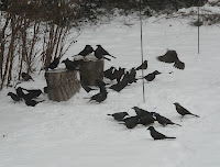 Snowstorm March 2, 2009 - about 150 Grackles descended on the yard