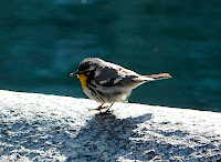 Stunning Yellow-throated Warbler, Central Park, 4/13/09