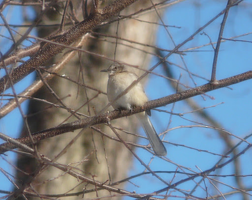 Beautiful Mockingbird visiting the yard