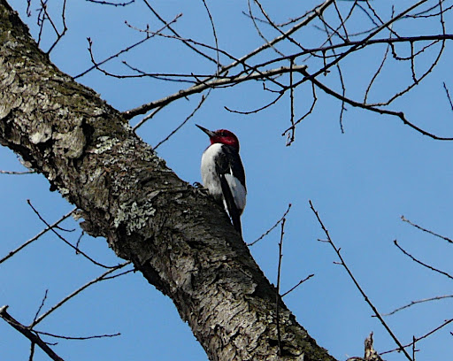 Red-headed Woodpecker at Ridgewood Duck Pond, March 5, 2011