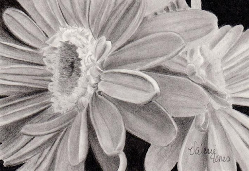 Gerber+daisies+drawing