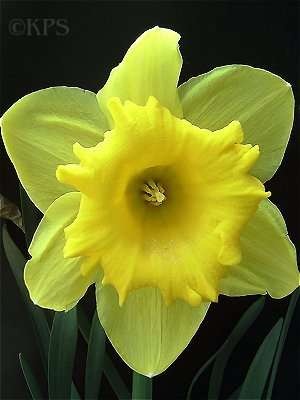 [daffodil head[2].jpg]