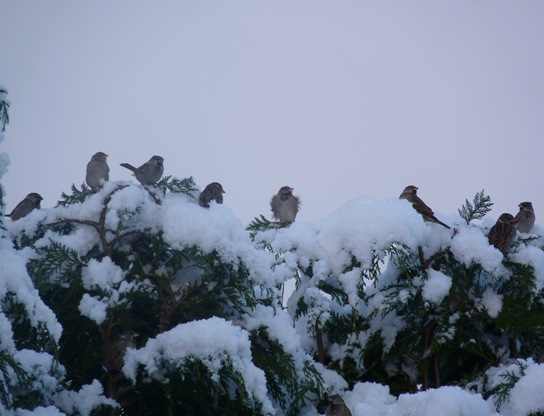 snow spugs