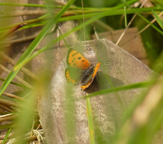 [smallcopper4.jpg]