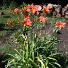 Day Lily