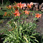 Day Lily