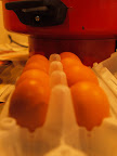 Rows of eggs.