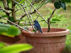 Birdy photo taken outside of my uncle house.