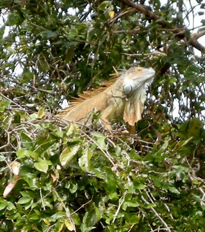 [01_10_Costa_rica (85)[4].jpg]