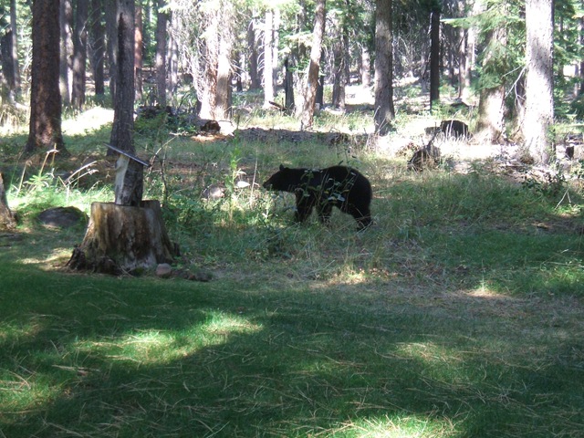 [10Oct_Backyardbear0037.jpg]