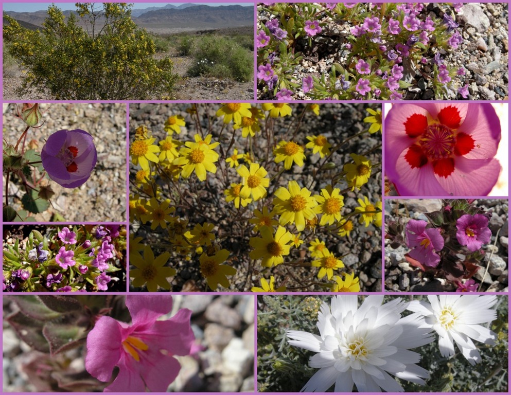 [Apr 3 Shoshone and Tecopa[4].jpg]