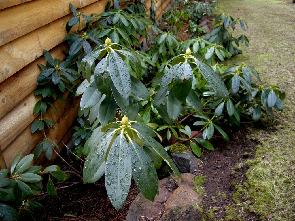 [April yard Rocky Point (12)[4].jpg]