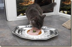 luxury-cat-hotel-0 luxury-cat-hotel-0