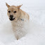 Blizzard - February 6, 2010