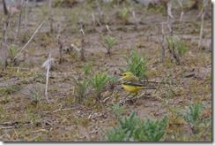 Yellow Wagtail by Tom