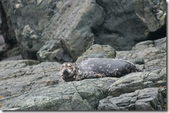 Harbour Seal