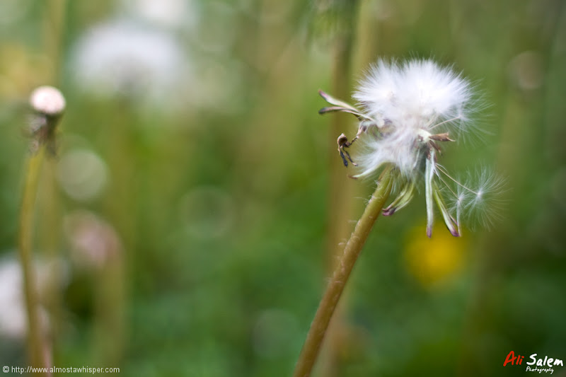 reflections-of-nature-ali_salem-2